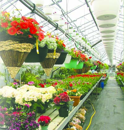 Willow Lane Greenhouse